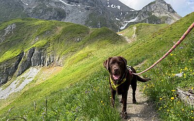 Hund Wandern