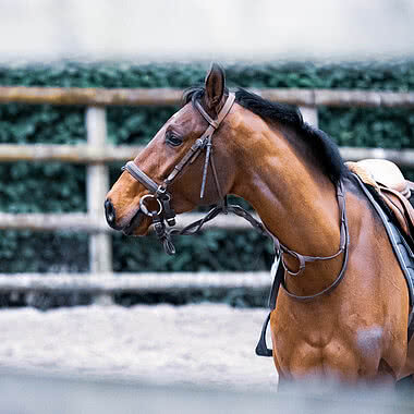 ein Pferd reiten im Zillertal